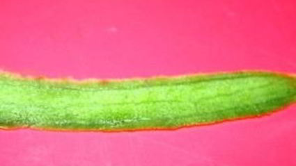 закуска новогодние матрешки